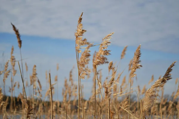Reed, gölün kenarında, güneşin ışığında..