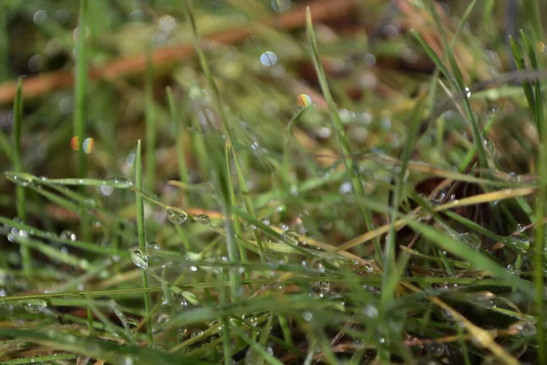 Hierba Verde Con Gotas Rocío Cerca Hierba Luz Del Sol — Foto de Stock