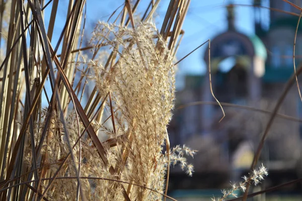 Pofuduk kamışları, mavi gökyüzünün arka planında, güneşin ışığında yakın çekim yapar..