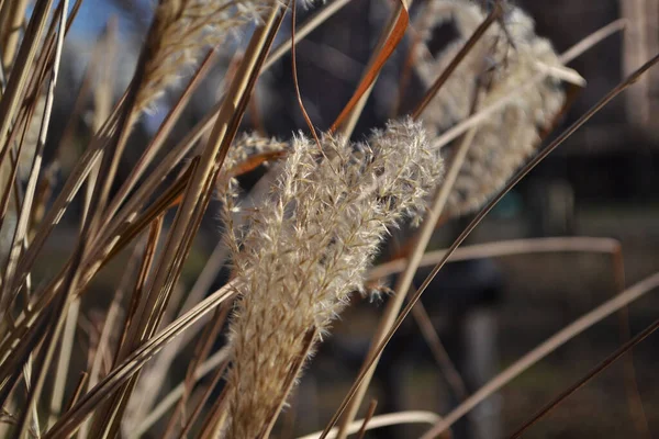 Droog Gras Close — Stockfoto