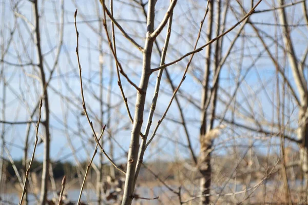 Bahçedeki ağaçta güzel bahar çiçekleri 