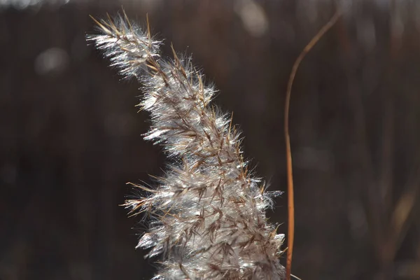 Reed, gölün kenarında, güneşin ışığında..