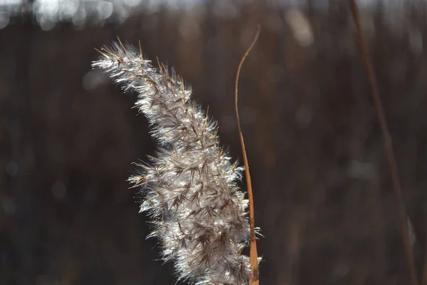 Reed Lake Close Light Sun — Stock Photo, Image