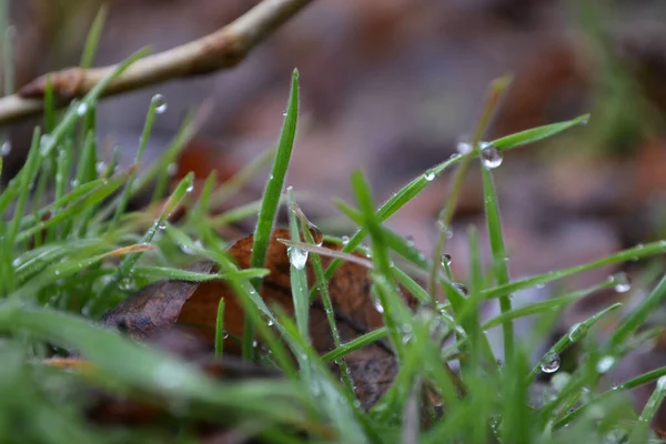 Erba Verde Sotto Neve Primo Piano Una Giornata Nuvolosa — Foto Stock