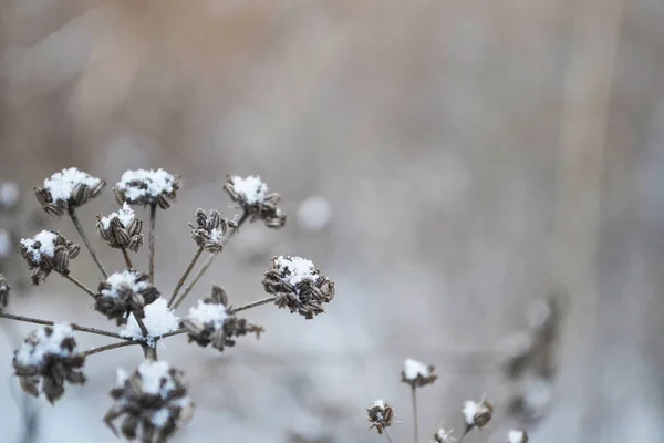 Fiori Sotto Neve Nella Stagione Invernale Primo Piano Sfondo Sfocato — Foto Stock