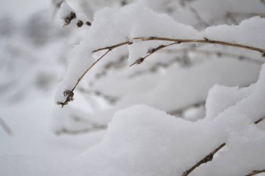 Karların altında narin çiçekler, soğuk kış mevsiminde çiçekler..