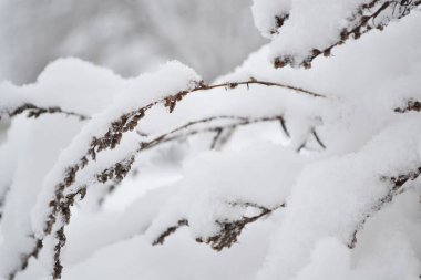 Karların altındaki bitki dalları. Yakın plan..