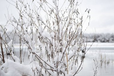 Karların altındaki bitki dalları. Yakın plan..