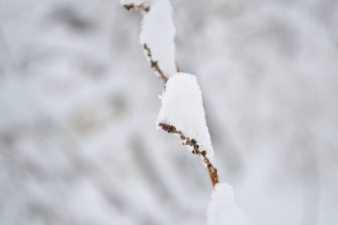 Flowers under the snow, snow-covered flowers close-up, winter season in nature.