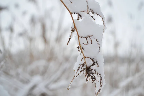 Delicati Fiori Sotto Neve Primo Piano Fiori Nella Stagione Fredda — Foto Stock