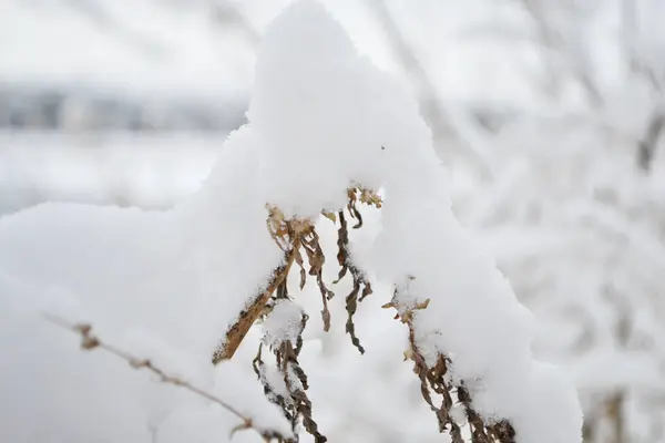 Delicati Fiori Sotto Neve Primo Piano Fiori Nella Stagione Fredda — Foto Stock