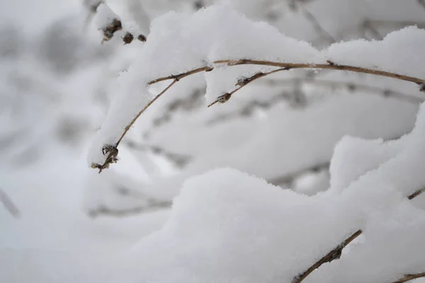 Delicati Fiori Sotto Neve Primo Piano Fiori Nella Stagione Fredda — Foto Stock