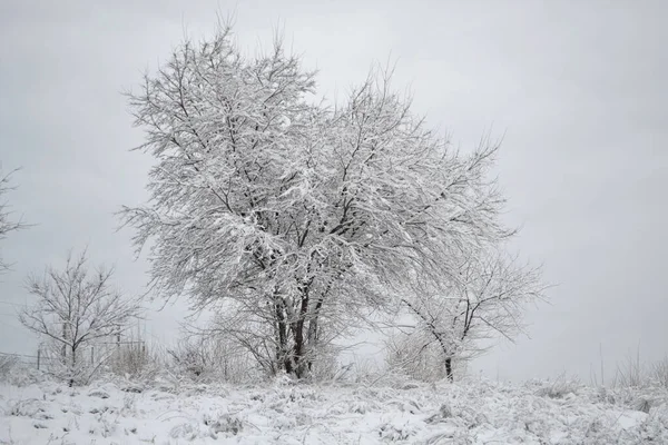 Karların altındaki bitki dalları. Yakın plan..