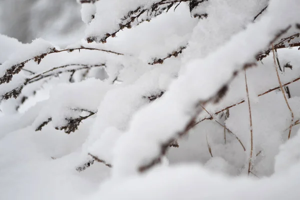 Delicati Fiori Sotto Neve Primo Piano Fiori Nella Stagione Fredda — Foto Stock