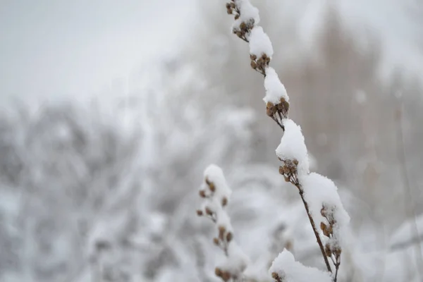Flowers under the snow, snow-covered flowers close-up, winter season in nature.