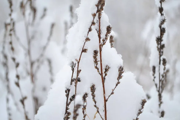 Flowers Snow Close Plants Covered Snow — Foto Stock