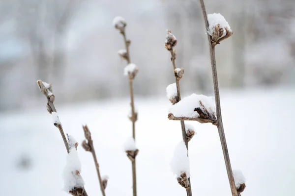 Flowers Snow Close Plants Covered Snow — Foto Stock