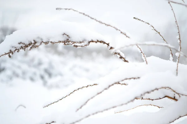 Fiori Sotto Neve Primo Piano Piante Coperte Neve — Foto Stock