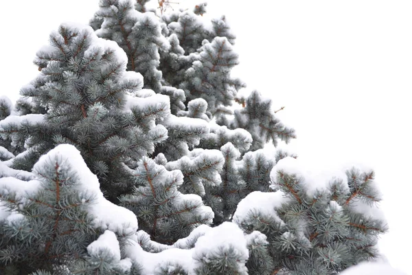 雪の松の木の枝 — ストック写真