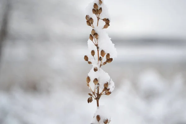 Karların altında çiçekler, karla kaplı bitkiler..