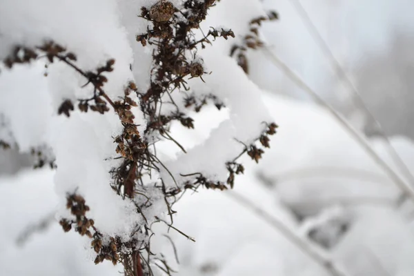Kwiaty Pod Śniegiem Zbliżenie Rośliny Pokryte Śniegiem — Zdjęcie stockowe