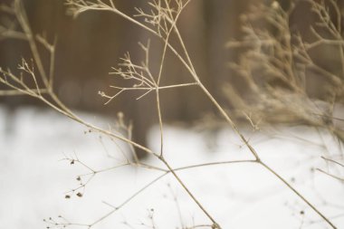 Çiçeklerin narin dalları. Yakın plan.