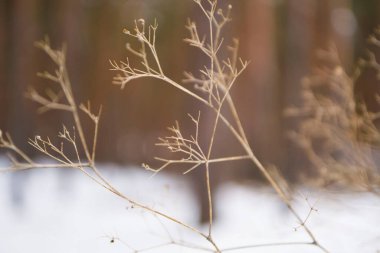 Çiçeklerin narin dalları. Yakın plan.