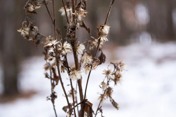 Ormanda çiçekler, arka planda bulanık bir ışığa yakın çekim yaparlar..