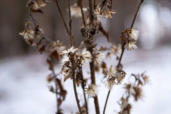Ormanda çiçekler, arka planda bulanık bir ışığa yakın çekim yaparlar..
