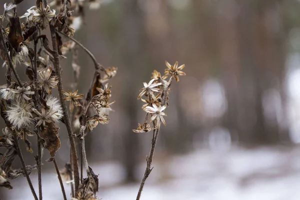 Ormanda çiçekler, arka planda bulanık bir ışığa yakın çekim yaparlar..