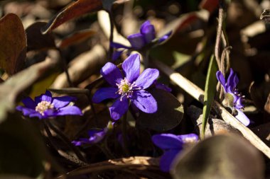 Ormanda açan güzel bahar timsahları