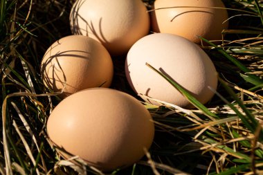 Güneşli bir günde çimenlerin üzerinde yumurtalar..