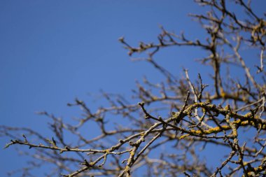 Yapraksız ağaç dalları mavi gökyüzüne karşı.