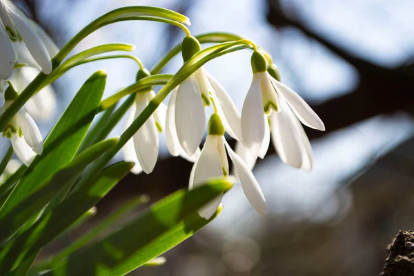 Vackra Vita Blommor Parken — Stockfoto