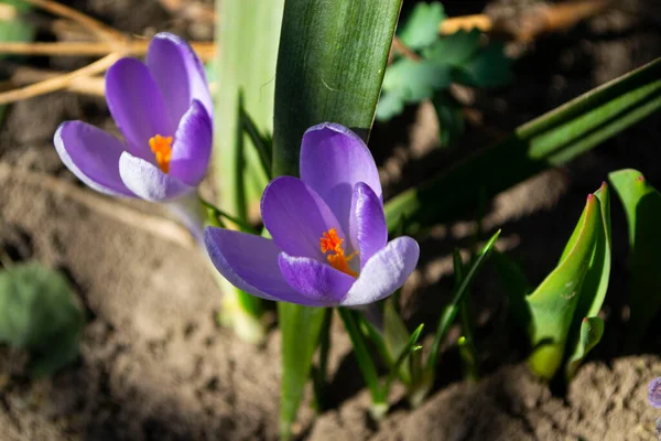 Vackra Krokus Blommor Växer Trädgård — Stockfoto