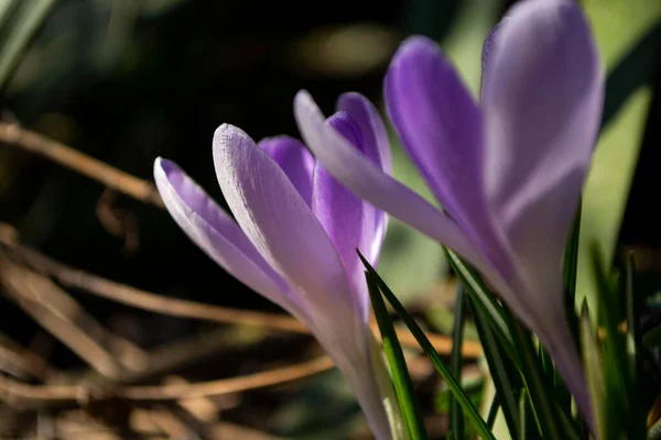 Vacker Våren Krokus Blommor Bakgrund Gröna Blad Makro Foto — Stockfoto