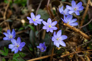 Güzel mavi bir bahar çiçeğinin yakın çekimi.