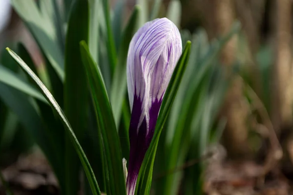 Vårblomma Naturen — Stockfoto