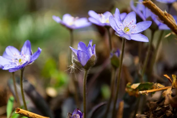 Närbild Lila Iris Blommor Grönt Gräs — Stockfoto