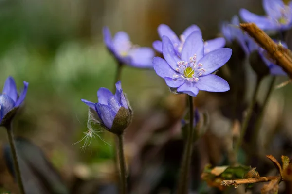 Vacker Lila Krokus Blomma Skogen — Stockfoto
