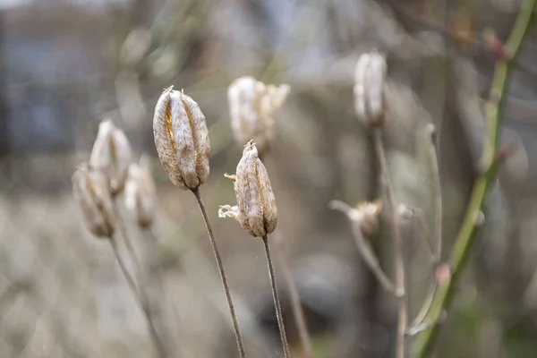 Een Close Shot Van Een Jonge Plant — Stockfoto