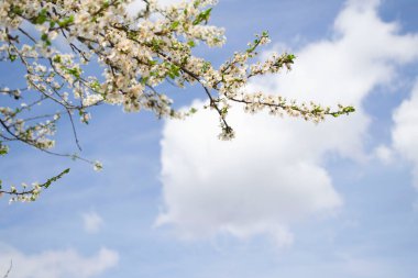 Baharda kiraz ağacının beyaz çiçekleri