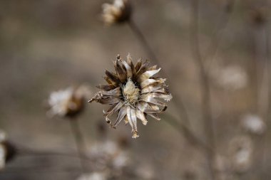 Bir devedikeni çiçeğine yaklaş