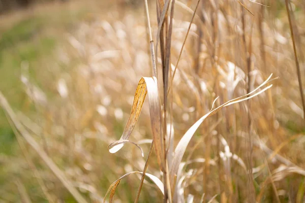 Eine Nahaufnahme Von Gras Das Aus Dem Weizen Wächst — Stockfoto
