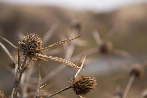 Close Van Een Distel Bloem — Stockfoto