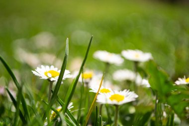 Tarlada beyaz papatyalar, çayırda beyaz papatyalar.