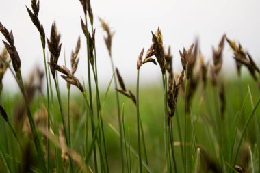 Tarlada yeşil yapraklar, bahar çiçekleri