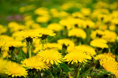 Yaz gününde karahindiba. Bahar günü yakın çekim..