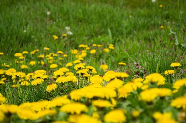 Yaz gününde karahindiba. Bahar günü yakın çekim..