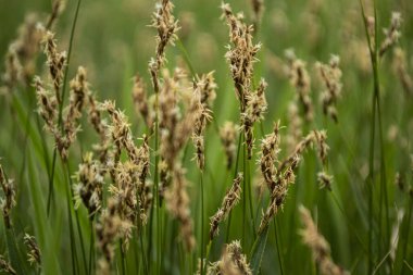 yeşil çimenler tarlada